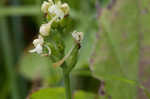 Small green wood orchid